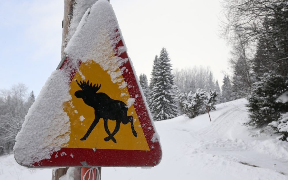 Achtung Elch und Achtung Schnee. Beides gibt es in und um Are reichlich. – Foto: GEPA pictures