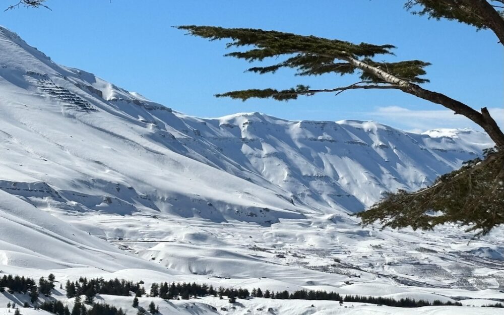 Die "Zedern des Herrn". – Foto: Osi Inglin